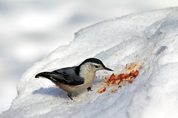 Nuthatch In The Snow by Deb Oppermann